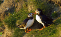 image_17264