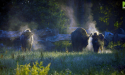 image_17947
