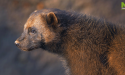 image_17951